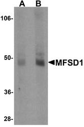 NBP1-76488 - MFSD1 / SMAP4