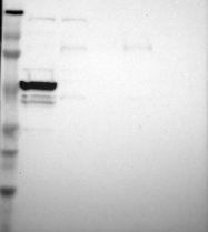NBP1-92115 - ZNF764