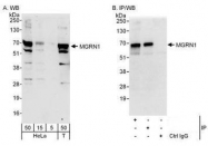 NBP1-49929 - MGRN1 / RNF156