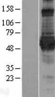 NBL1-13092 - MGRN1 Lysate
