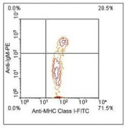 NBP1-28306 - MHC Class I