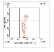 NBP1-28304 - MHC Class I