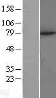 NBL1-13105 - MID2 Lysate