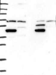NBP1-83178 - MKRN2 / RNF62