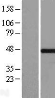 NBL1-13127 - MKRN2 Lysate