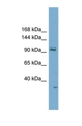 NBP1-55060 - RC3H2 / RNF164