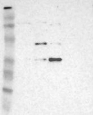 NBP1-81257 - MNAT1 / RNF66