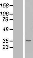 NBL1-13164 - MNAT1 Lysate