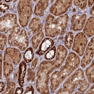 NBP1-83466 - Mpv17-like protein / MPV17L