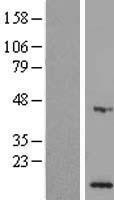 NBL1-13212 - MPV17L Lysate