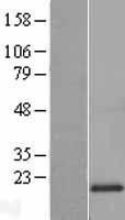 NBL1-13244 - MRPL20 Lysate