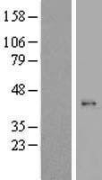 NBL1-13272 - MRPL44 Lysate