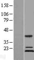 NBL1-13284 - MRPS11 Lysate
