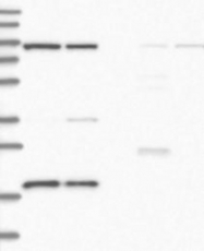 NBP1-83849 - MRPS18A