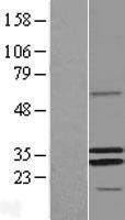 NBL1-13291 - MRPS2 Lysate