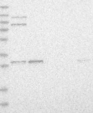 NBP1-87844 - MSK2