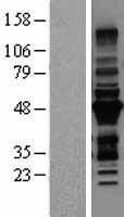 NBL1-17305 - MURF3 Lysate