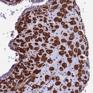 NBP1-93731 - MXRA7 / TMAP1