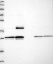NBP1-93731 - MXRA7 / TMAP1