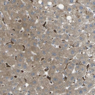 NBP1-80761 - MYLK4