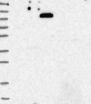 NBP1-89628 - Meckelin