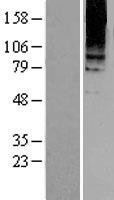 NBL1-11352 - Metabotropic Glutamate Receptor 8 Lysate