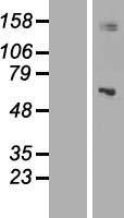 NBL1-12244 - Mitochondrial ribonuclease P protein 3 Lysate