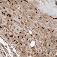 NBP1-88498 - Myocardin-Like Protein 1
