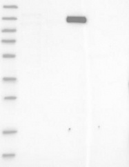 NBP1-88498 - Myocardin-Like Protein 1