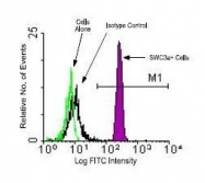 NBP1-28243 - Granulocytes
