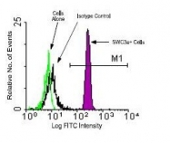 NBP1-28241 - Granulocytes
