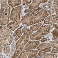 NBP1-92150 - Endomucin