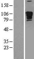 NBL1-14224 - Myomegalin Lysate