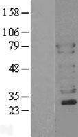 NBL1-17778 - N-WASP Lysate
