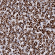 NBP1-85674 - N4BP2L2