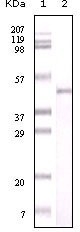 NBP1-47361 - Visfatin / NAMPT