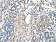 NBP1-52877 - Visfatin / NAMPT