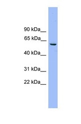 NBP1-57024 - NAP1L2 / BPX