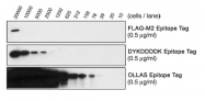 NBP1-06713 - OLLAS Epitope Tag (SGFANELGPRLMGK)