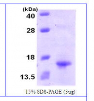 NBC1-26378 - XCL1 / Lymphotactin