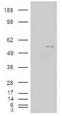 NBP1-00221 - NOVA1
