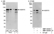 NBP1-03334 - WDR70