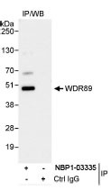 NBP1-03335 - WDR89
