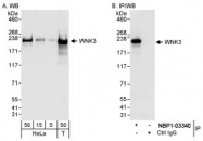 NBP1-03340 - WNK3
