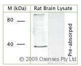 NBP1-03425 - VPS26A