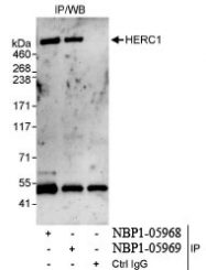 NBP1-05968 - HERC1
