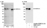 NBP1-05972 - WDR21A