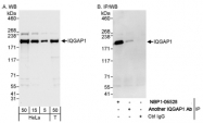 NBP1-06529 - IQGAP1