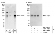 NBP1-06557 - DNA polymerase kappa