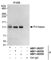 NBP1-06558 - DNA polymerase kappa
